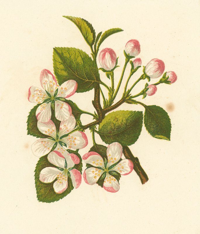 Holzapfel, Pyrus Malus von English School