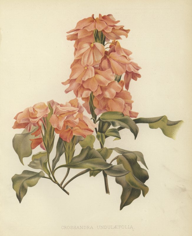 Crossandra undulaefolia von English School