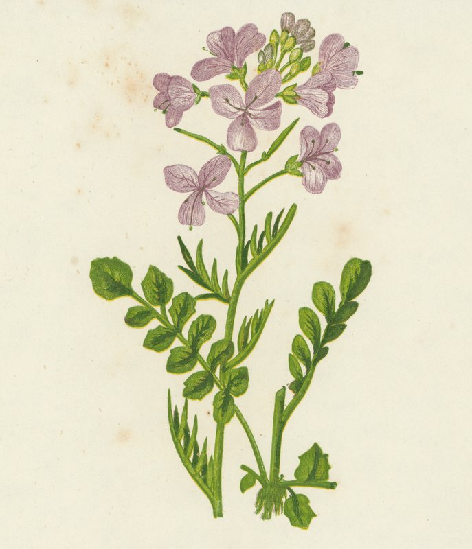 Kuckucksblume, Cardamine Pratensis von English School