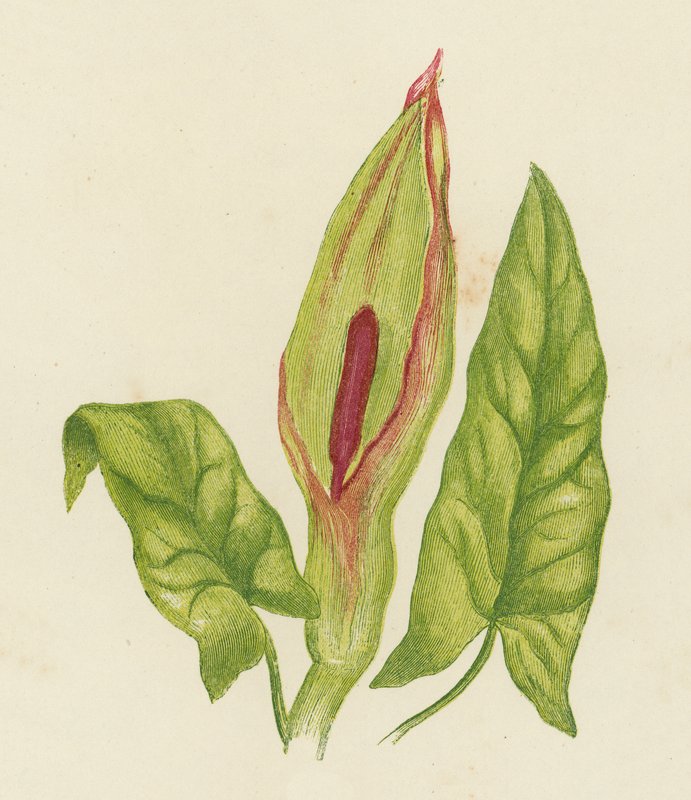 Gefleckter Aronstab, Arum Maculatum von English School