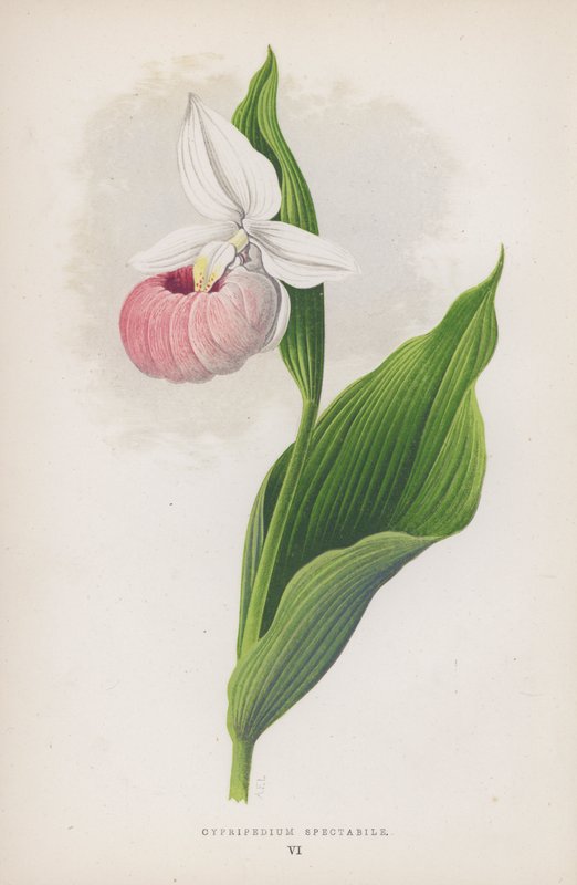 Cypripedium Spectabile von English School