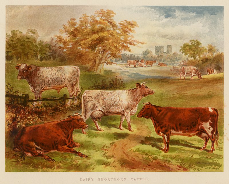 Dairy Shorthorn Rinder von English School