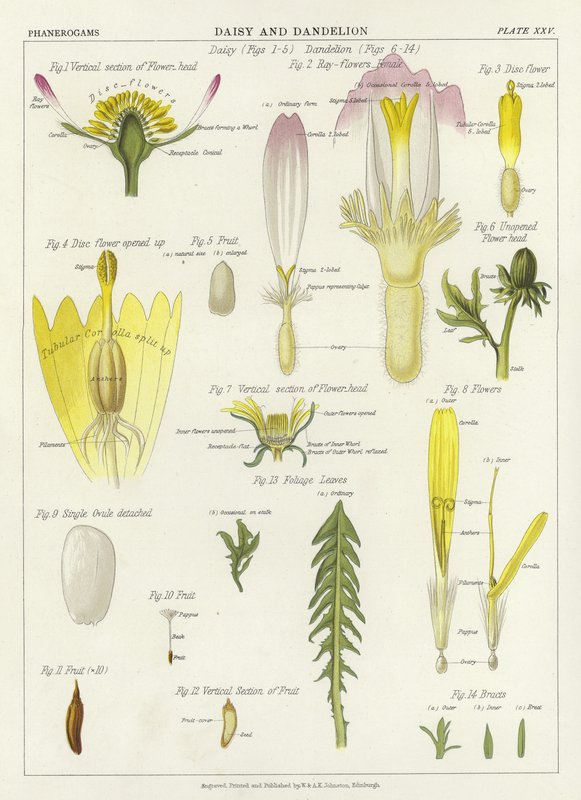 Gänseblümchen und Löwenzahn von English School
