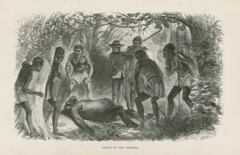 Tod des Gorillas von English School