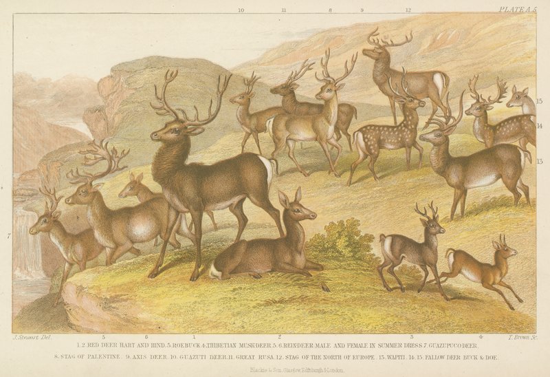 Hirsche (farbige Gravur) von English School