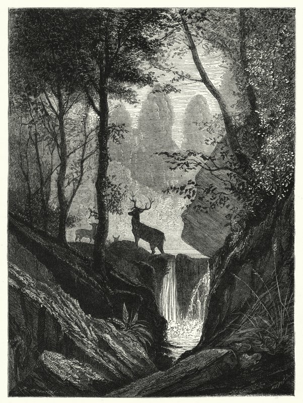 Hirsche im Wald (Stich) von English School
