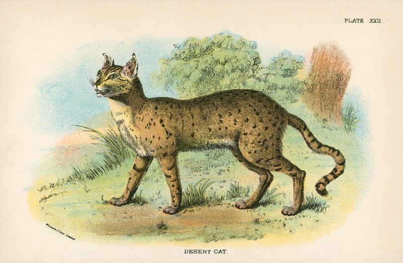 Wüstenkatze von English School