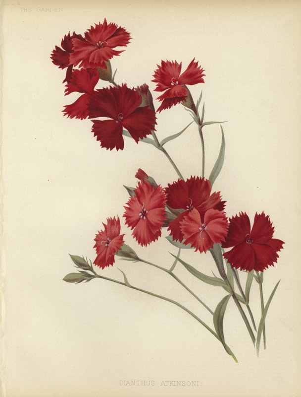 Dianthus Atkinsoni von English School