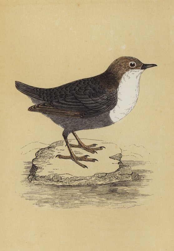 Wasseramsel von English School