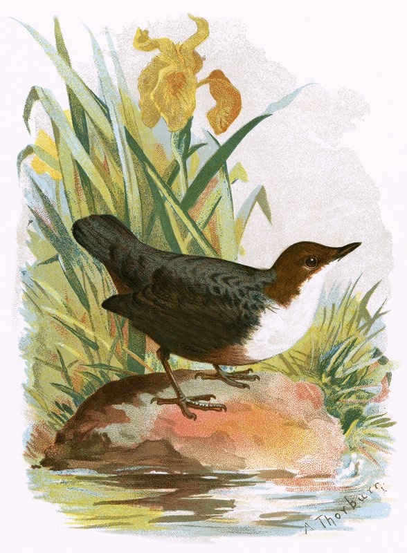 Wasseramsel von English School