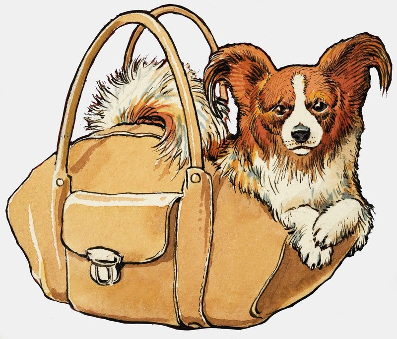 Hund in einer Handtasche von English School