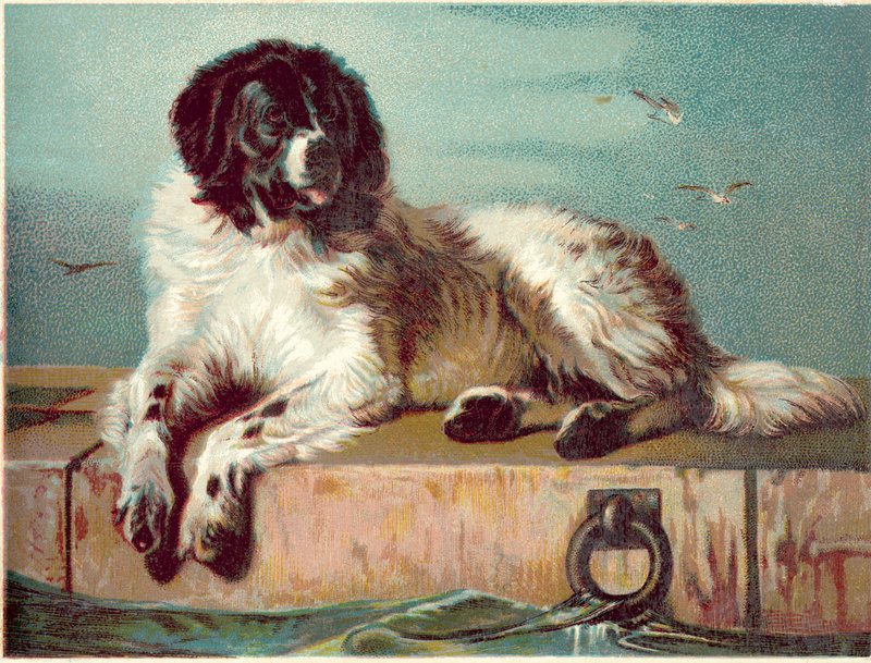 Hund sitzt am Rand des Meeres von English School