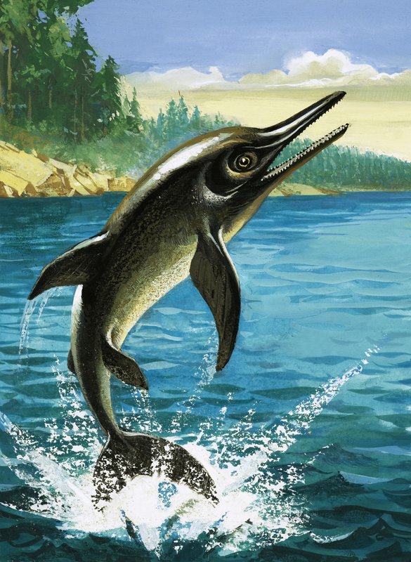 Delfin von English School