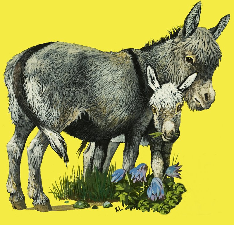 Esel und Eselfohlen von English School