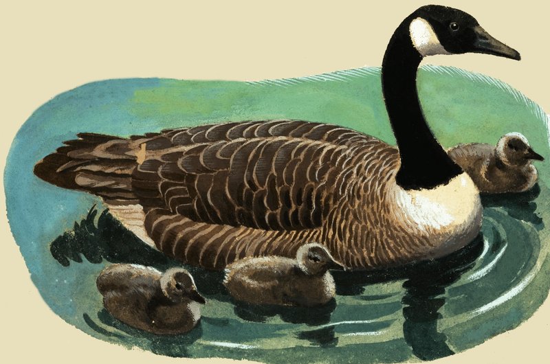 Ente und Küken von English School