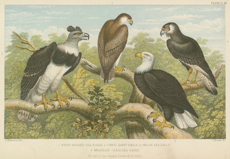 Adler von English School