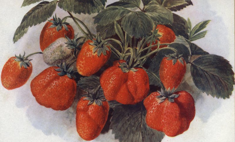 Frühe Erdbeere, "König Georg" von English School