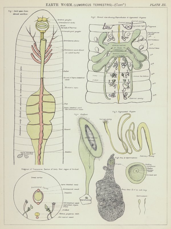 Regenwurm, Lumbricus Terrestris von English School