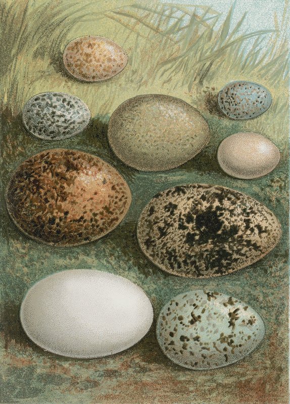 Eier von English School