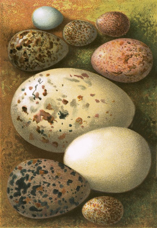 Eier von English School