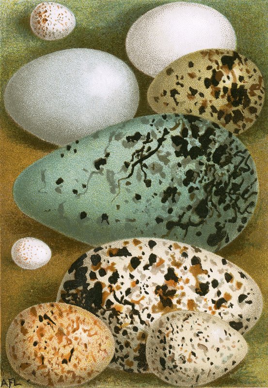 Eier von English School