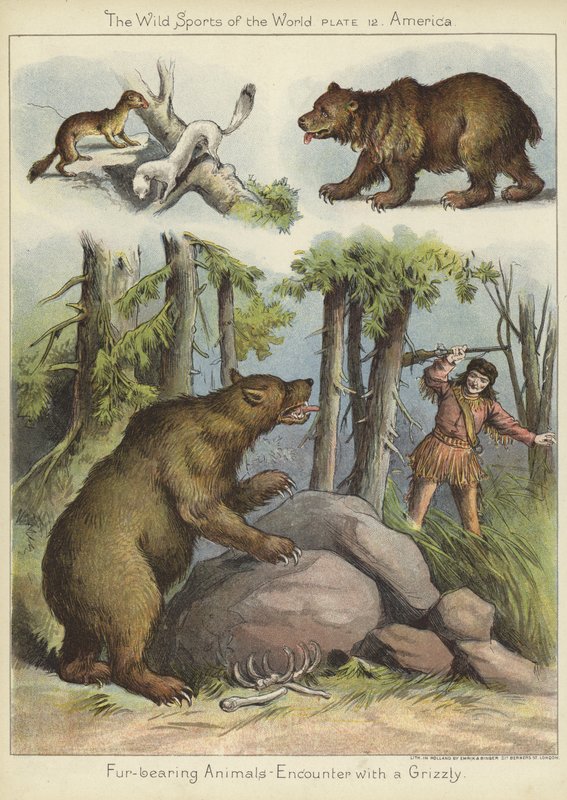 Begegnung mit einem Grizzly von English School