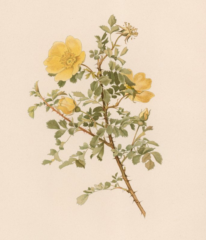 Englische Rose von English School
