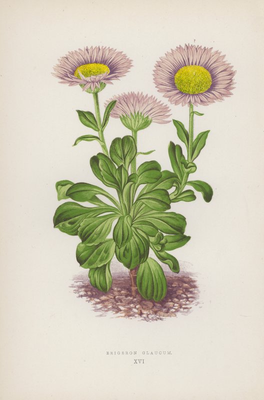Erigeron Glaucum von English School
