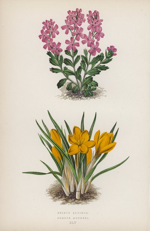 Erinus Alpinus; Crocus Aucheri von English School