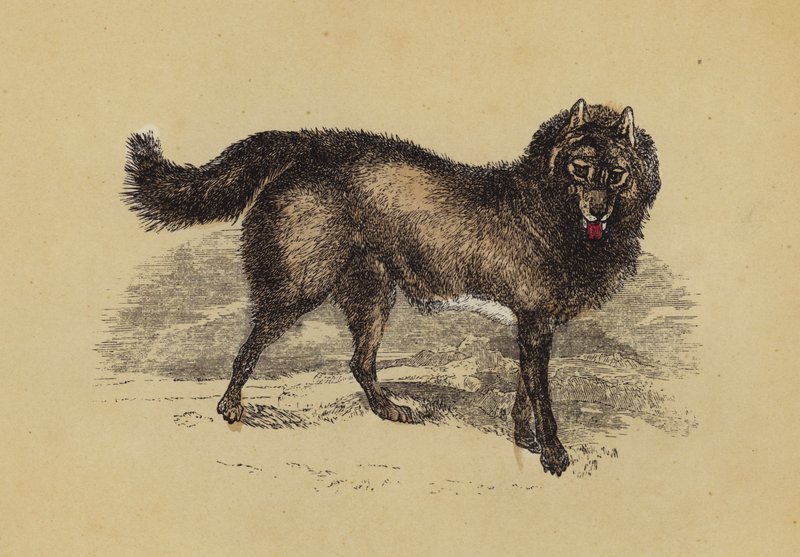 Eskimo-Hund von English School