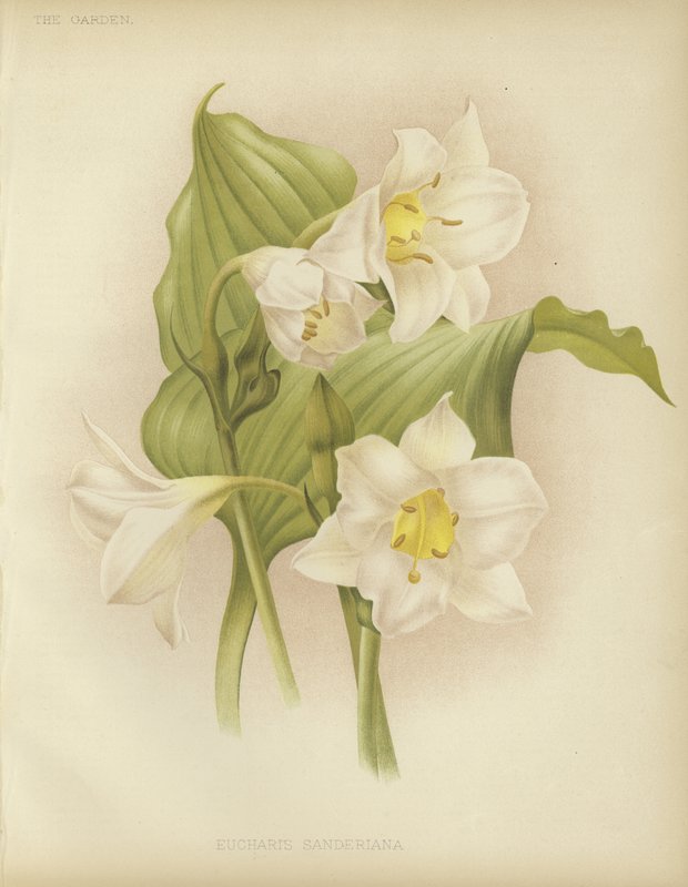 Eucharis sanderiana von English School