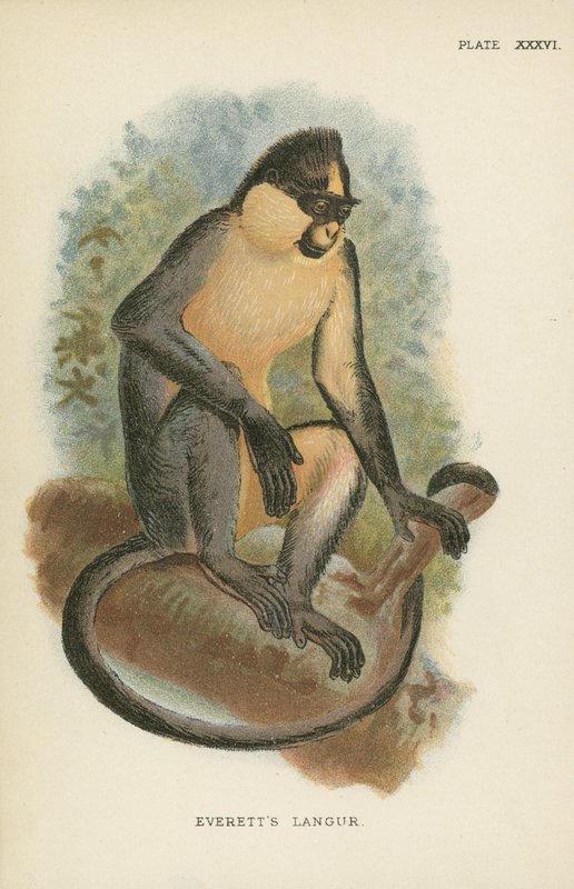 Everetts Langur von English School