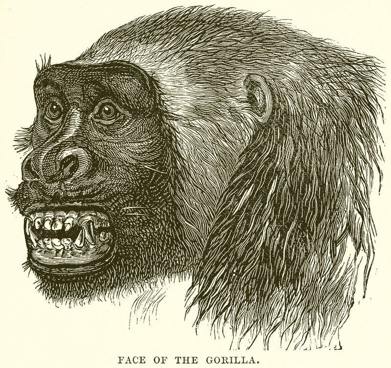 Gesicht des Gorillas von English School