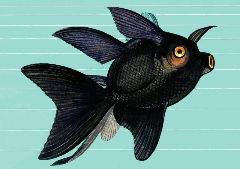Fantail Blackmoor von English School