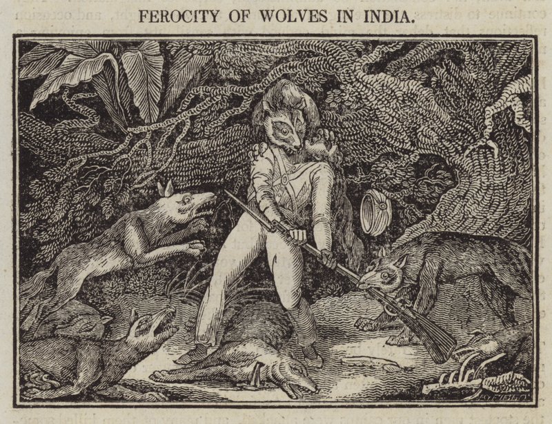 Wildheit der Wölfe in Indien von English School