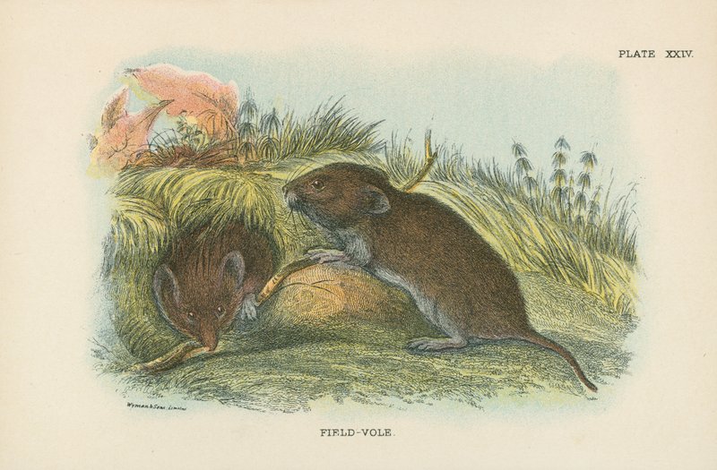 Feldmaus von English School
