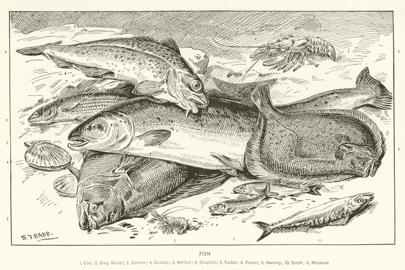 Fisch von English School