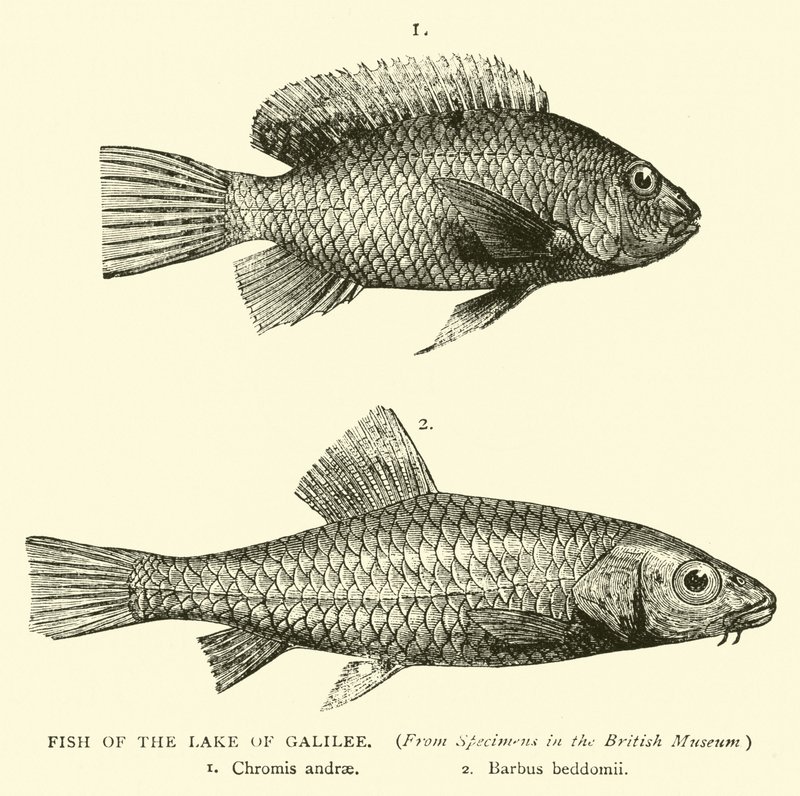 Fische des Sees Genezareth von English School