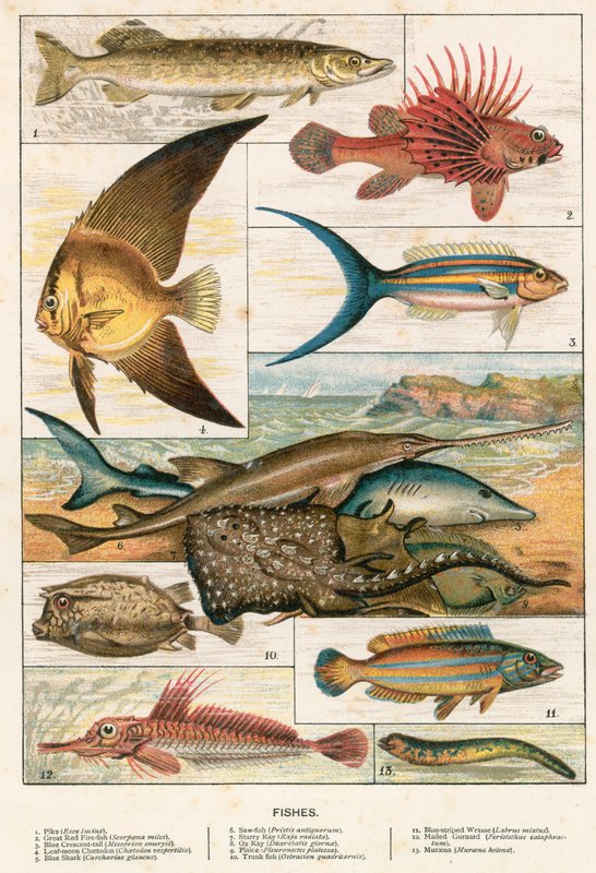 Fische von English School