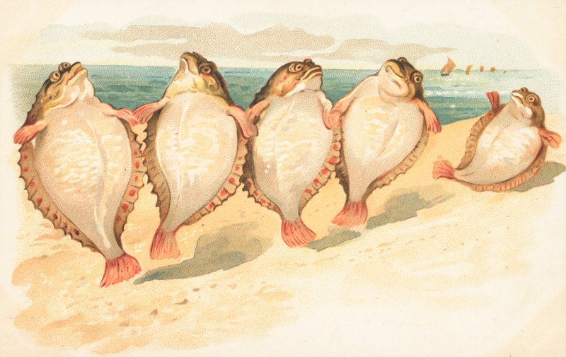Fünf Plattfische tanzen am Strand von English School