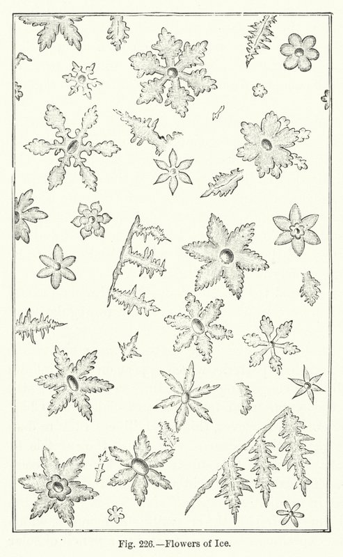 Eisblumen (Gravur) von English School