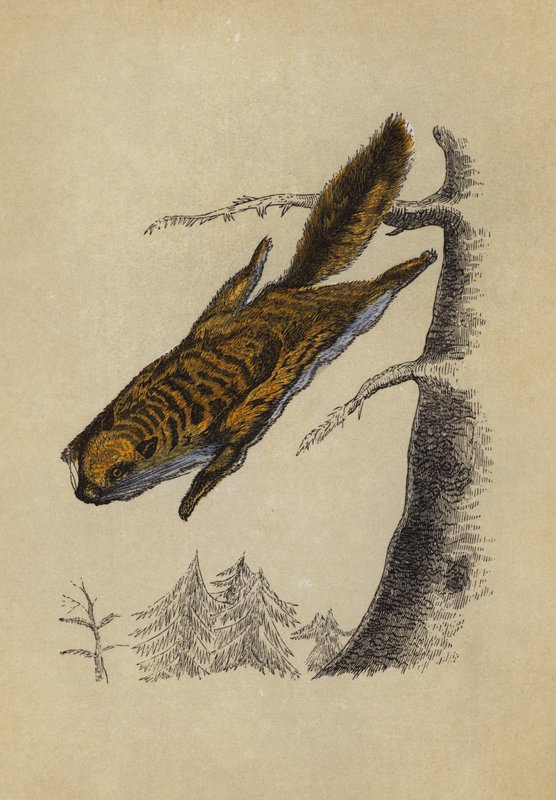 Flughörnchen von English School