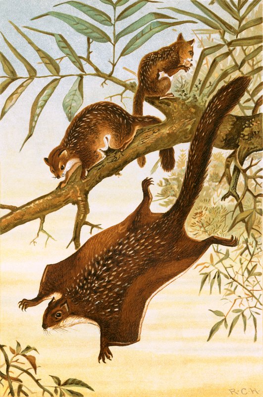 Fliegendes Eichhörnchen von English School
