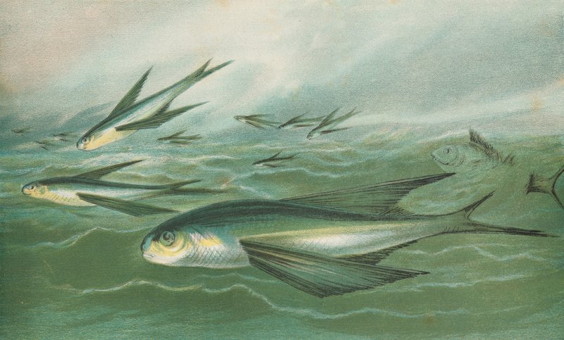 Fliegende Fische von English School