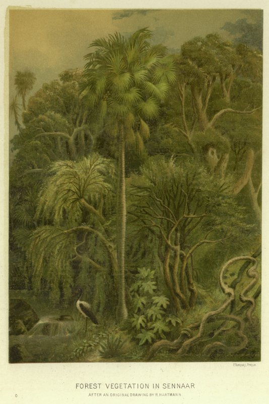Waldvegetation in Sennaar von English School
