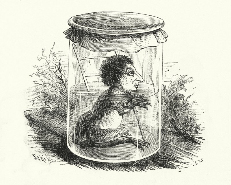 Frosch in einem Glas von English School