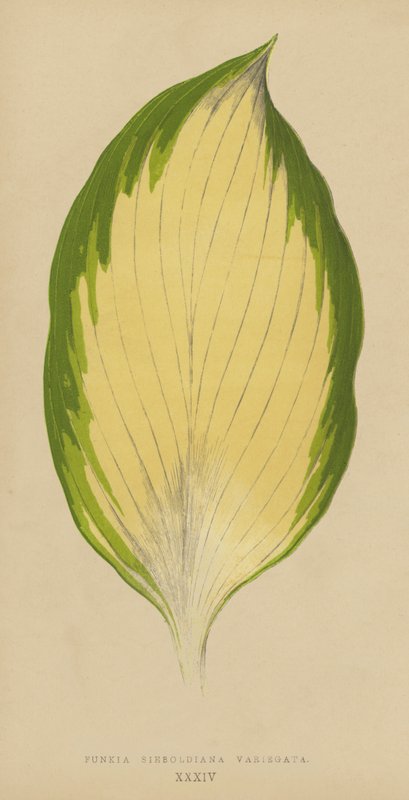 Funkia Sieboldiana Variegata von English School