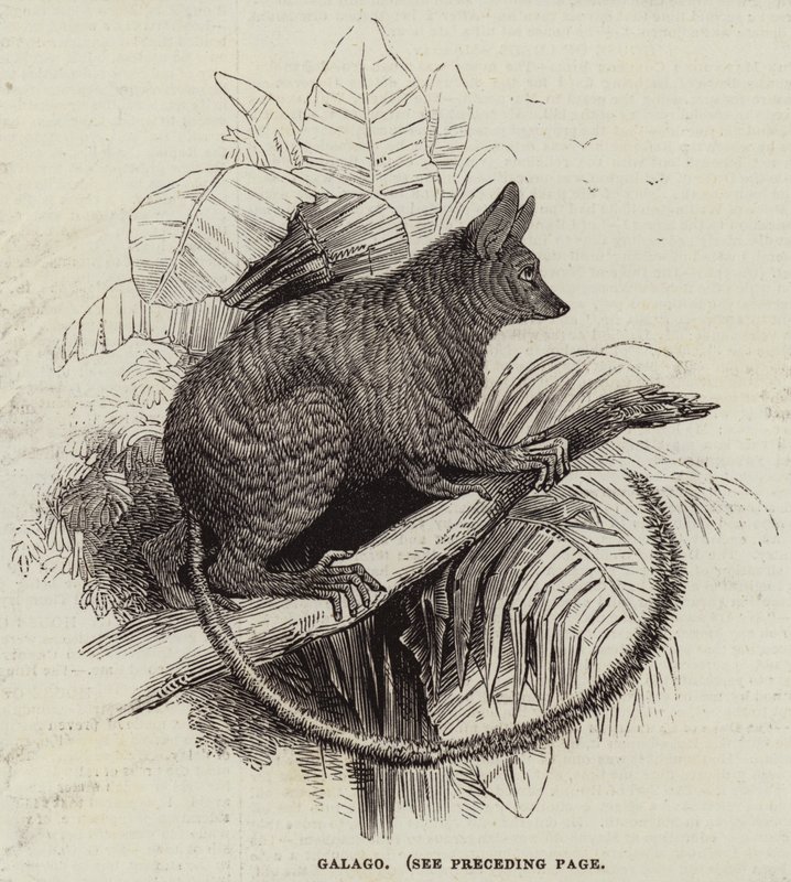 Galago (Stich) von English School