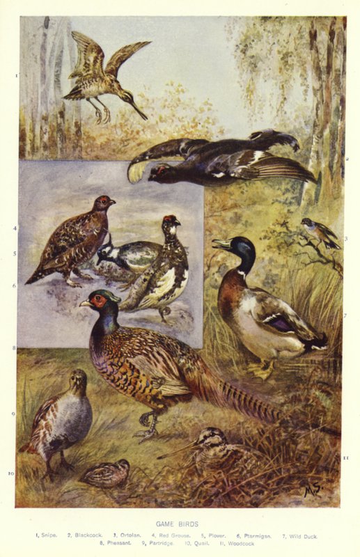 Wildvögel von English School
