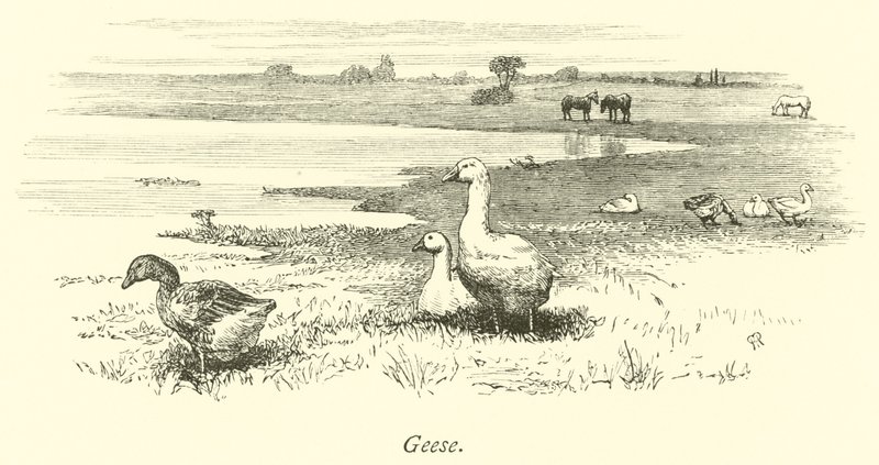 Gänse von English School
